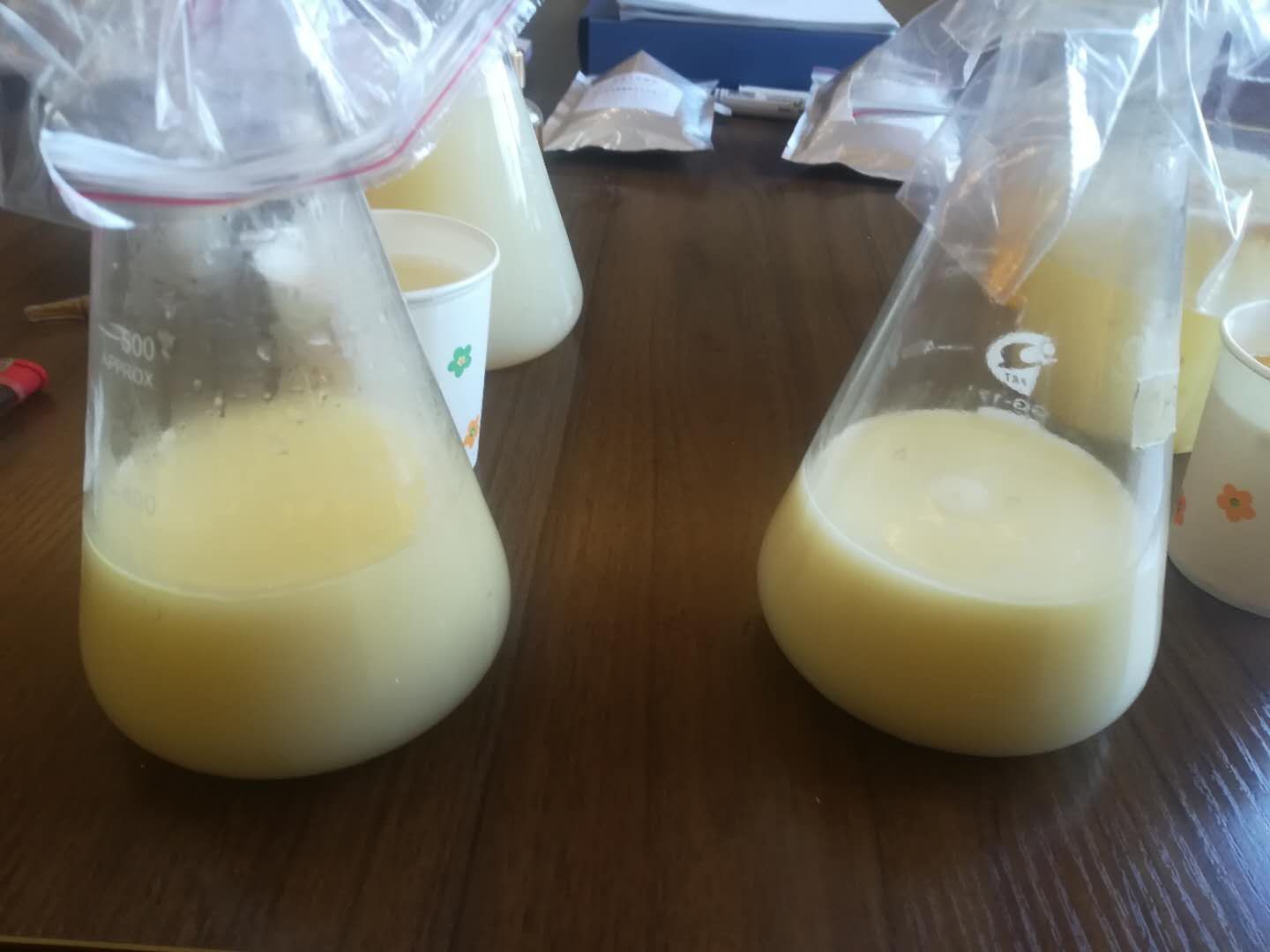 元寶楓籽油植物飲品的開(kāi)發(fā)